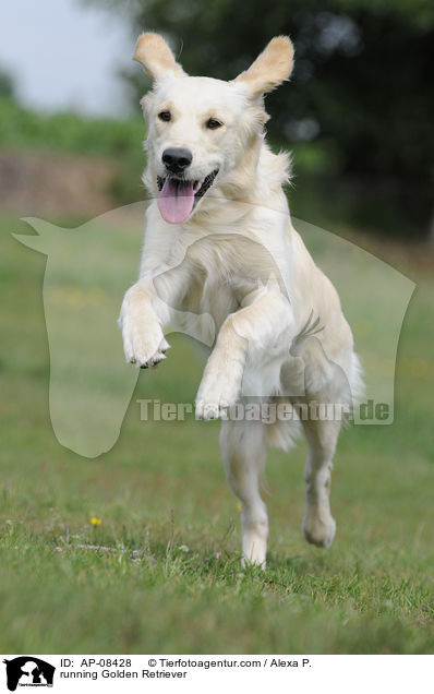 running Golden Retriever / AP-08428
