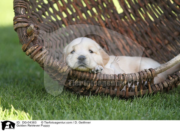 Golden Retriever Welpe / Golden Retriever Puppy / DG-04383