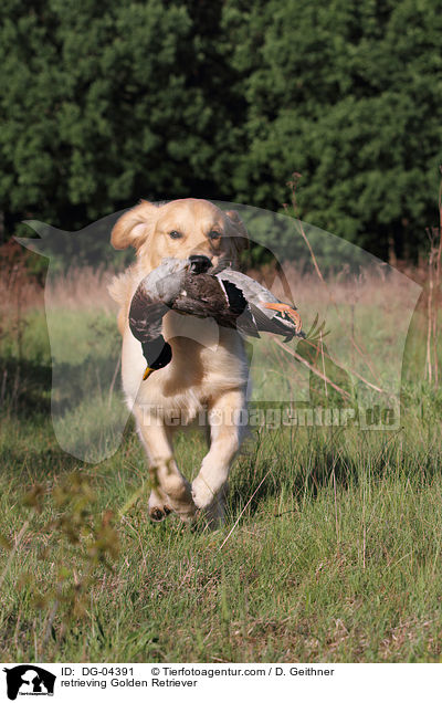 apportierender Golden Retriever / retrieving Golden Retriever / DG-04391