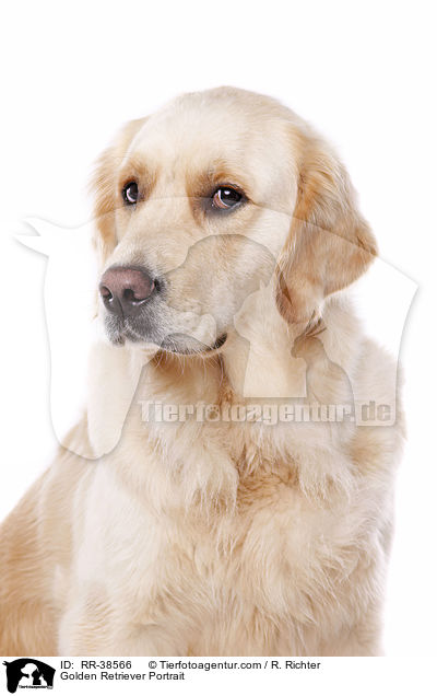 Golden Retriever Portrait / Golden Retriever Portrait / RR-38566