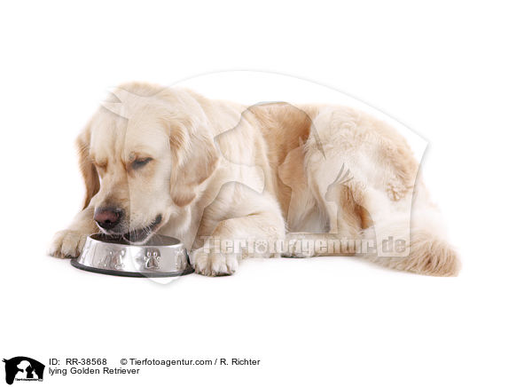 liegender Golden Retriever / lying Golden Retriever / RR-38568