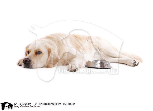 liegender Golden Retriever / lying Golden Retriever / RR-38569
