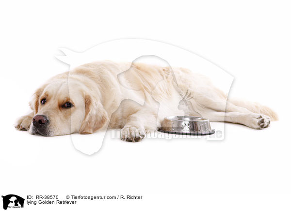 liegender Golden Retriever / lying Golden Retriever / RR-38570