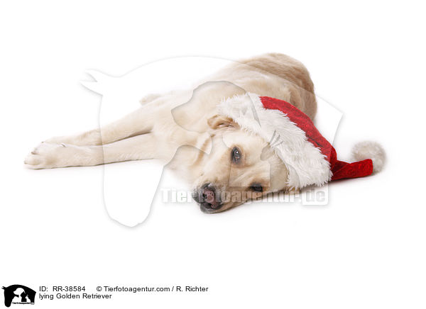liegender Golden Retriever / lying Golden Retriever / RR-38584