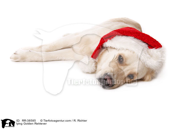 liegender Golden Retriever / lying Golden Retriever / RR-38585