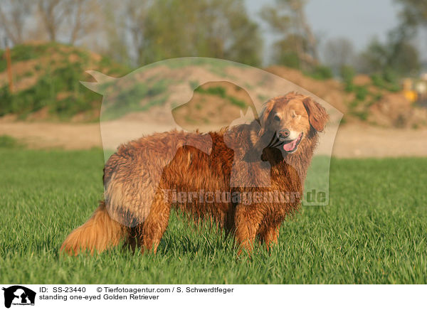 stehender Golden Retriever / standing Golden Retriever / SS-23440