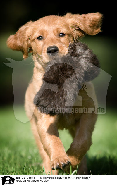 Golden Retriever Puppy / BS-04516