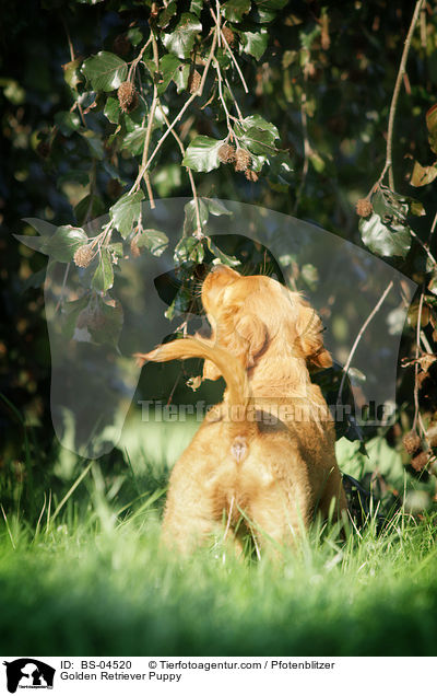 Golden Retriever Welpe / Golden Retriever Puppy / BS-04520