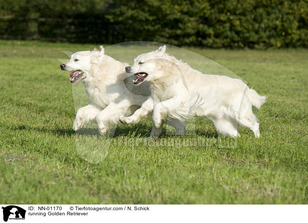 running Golden Retriever / NN-01170