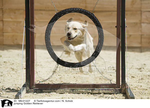 jumping Golden Retriever / NN-01227