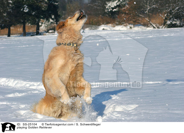 spielender Golden Retriever / playing Golden Retriever / SS-25104
