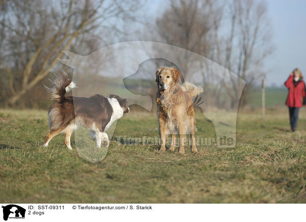 2 dogs / SST-09311