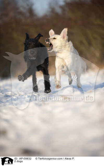 2 Hunde / 2 dogs / AP-09832