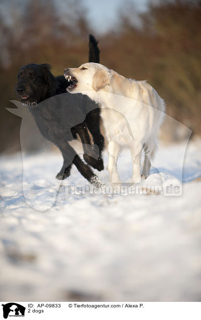 2 Hunde / 2 dogs / AP-09833