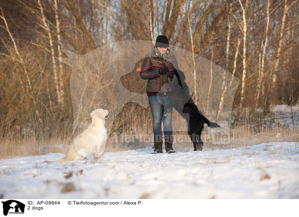2 dogs / AP-09844