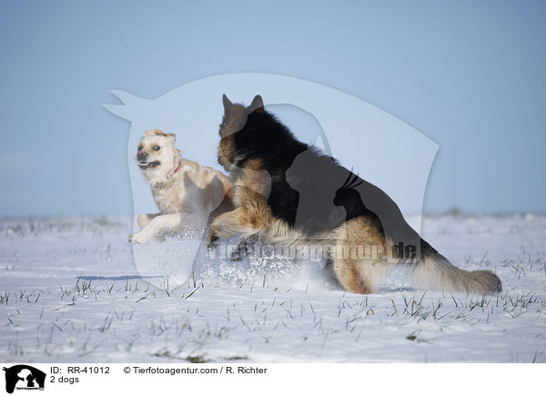 2 dogs / RR-41012