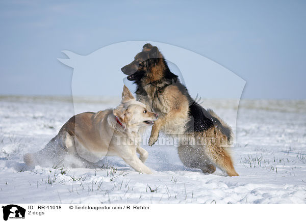 2 dogs / RR-41018