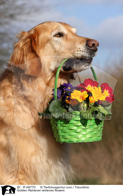 Golden Retriever apportiert Blumen / Golden Retriever retrieves flowers / IF-08770