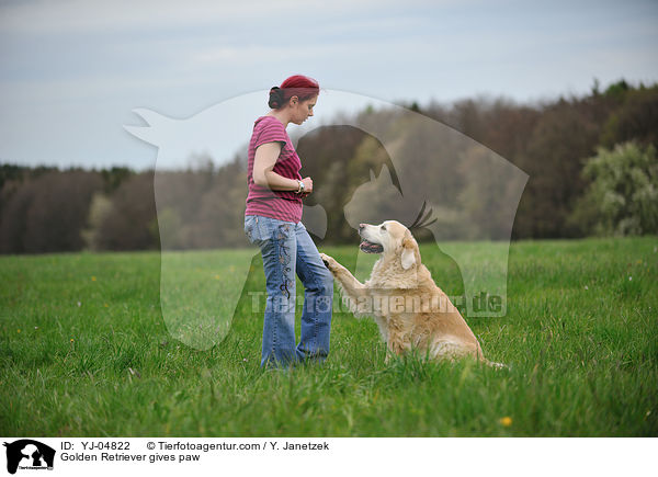 Golden Retriever gibt Pftchen / Golden Retriever gives paw / YJ-04822