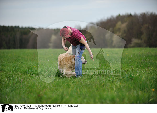 Golden Retriever beim Dogdance / Golden Retriever at Dogdance / YJ-04824