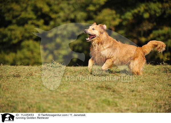 rennender Golden Retriever / running Golden Retriever / YJ-05453