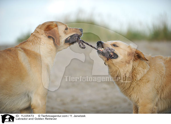 Labrador and Golden Retriever / YJ-05473