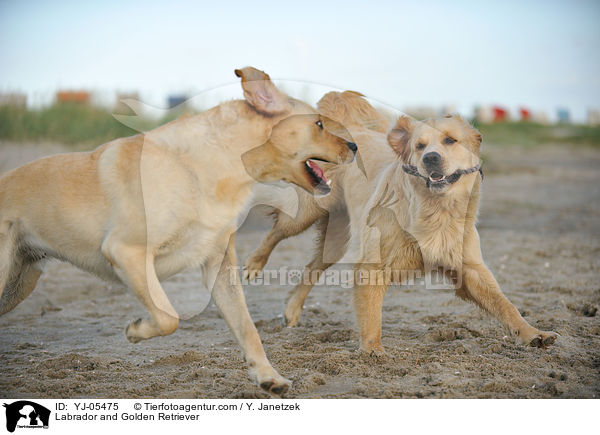 Labrador and Golden Retriever / YJ-05475