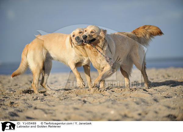 Labrador and Golden Retriever / YJ-05489
