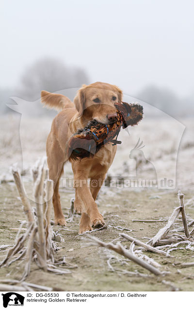retrieving Golden Retriever / DG-05530