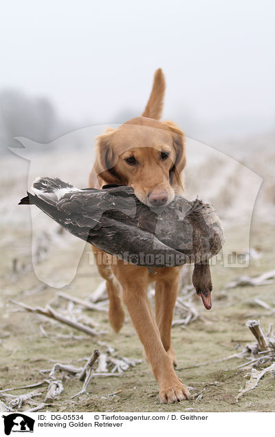 apportierender Golden Retriever / retrieving Golden Retriever / DG-05534