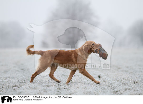 retrieving Golden Retriever / DG-05537