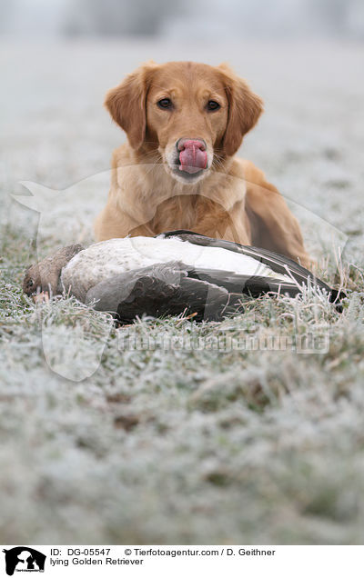 liegender Golden Retriever / lying Golden Retriever / DG-05547
