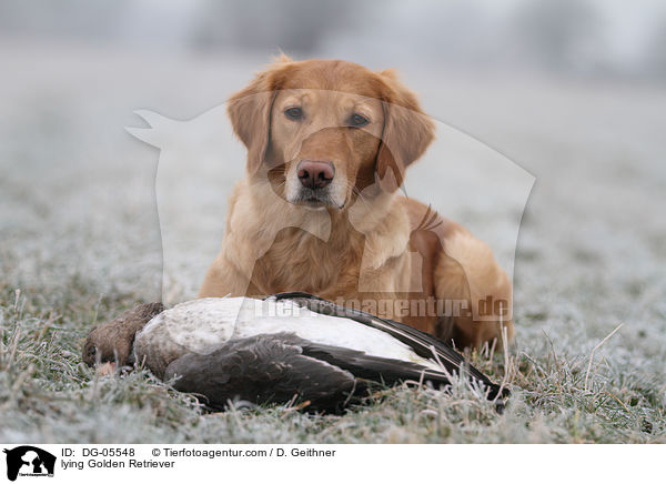 liegender Golden Retriever / lying Golden Retriever / DG-05548