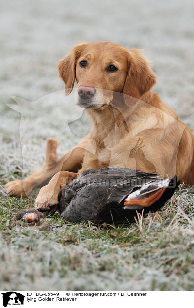 liegender Golden Retriever / lying Golden Retriever / DG-05549