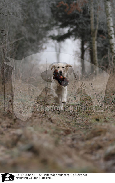 retrieving Golden Retriever / DG-05564