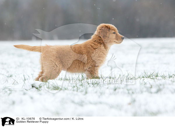 Golden Retriever Welpe / Golden Retriever Puppy / KL-10676