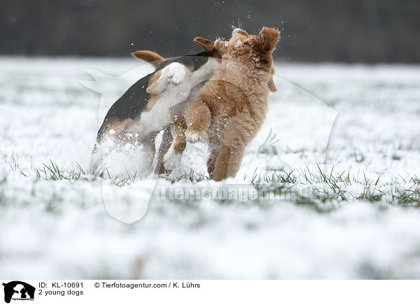 2 young dogs / KL-10691
