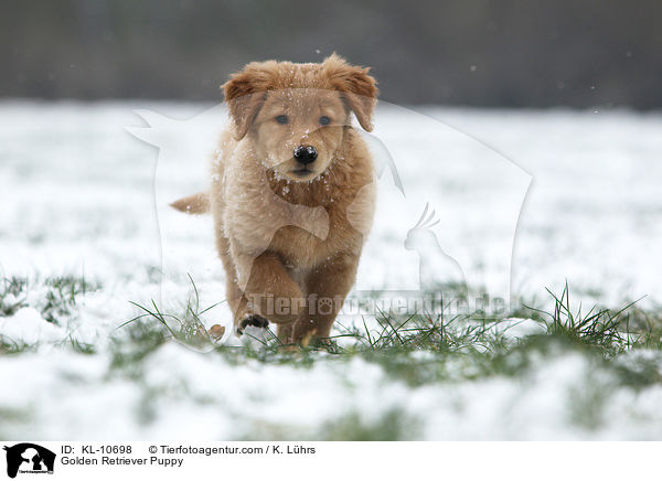 Golden Retriever Welpe / Golden Retriever Puppy / KL-10698