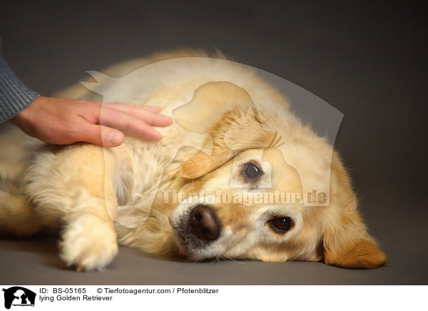 liegender Golden Retriever / lying Golden Retriever / BS-05165