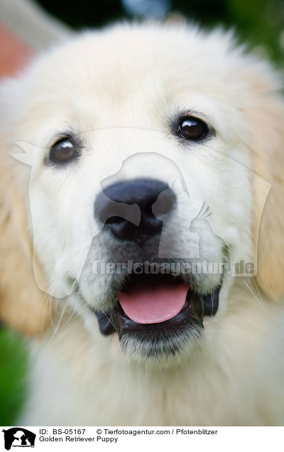 Golden Retriever Puppy / BS-05167