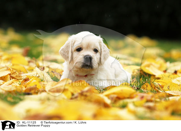 Golden Retriever Welpe / Golden Retriever Puppy / KL-11125