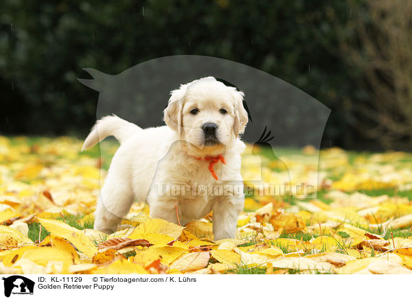 Golden Retriever Welpe / Golden Retriever Puppy / KL-11129