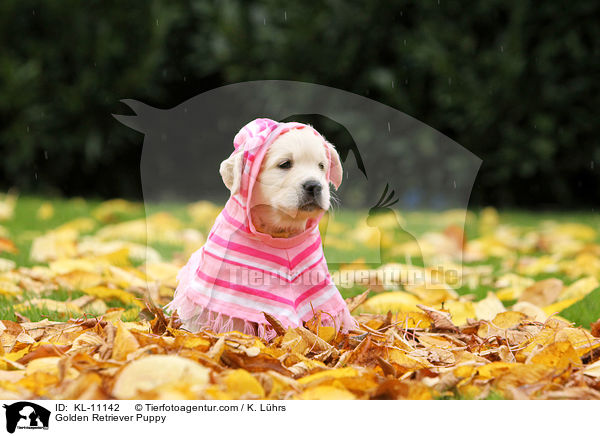 Golden Retriever Welpe / Golden Retriever Puppy / KL-11142