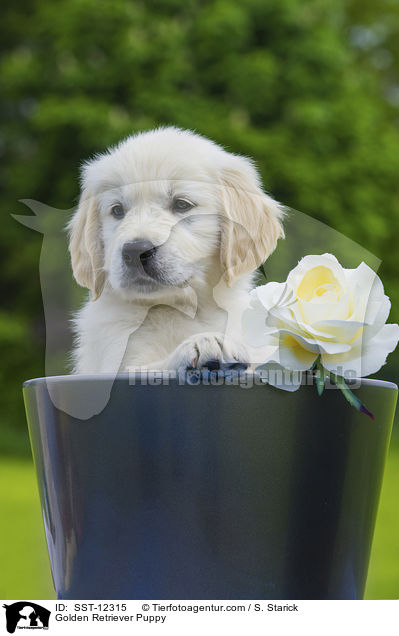 Golden Retriever Welpe / Golden Retriever Puppy / SST-12315