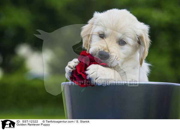 Golden Retriever Puppy / SST-12322