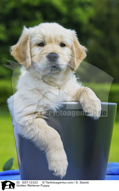 Golden Retriever Welpe / Golden Retriever Puppy / SST-12323