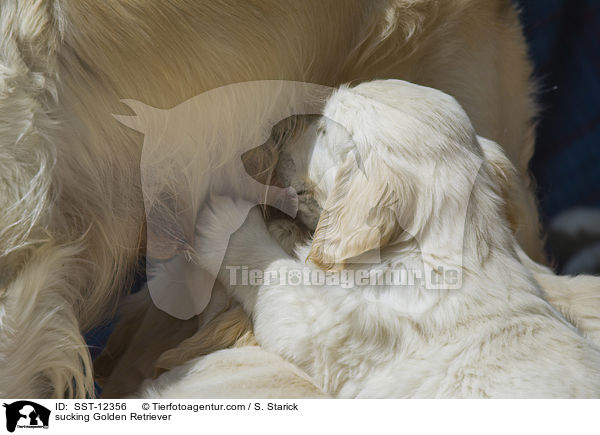 saugende Golden Retriever / sucking Golden Retriever / SST-12356