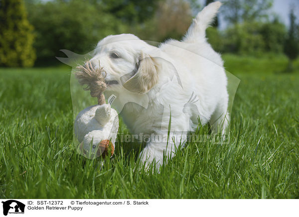 Golden Retriever Welpe / Golden Retriever Puppy / SST-12372