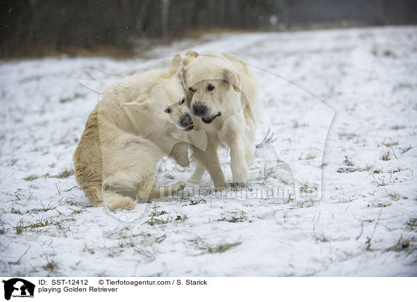 playing Golden Retriever / SST-12412