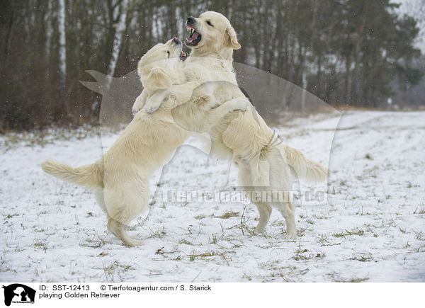 playing Golden Retriever / SST-12413